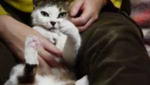 Как да отбиете коте и надраскване